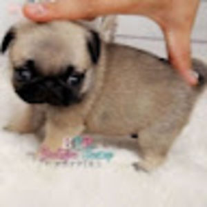 Meet your Posher, Tiny